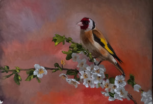 Goldfinch In Apple Blossom Original Oil Painting by Steffan Johnson