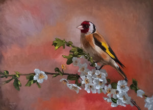 Goldfinch In Apple Blossom Original Oil Painting by Steffan Johnson
