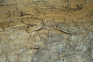 Veins of Time (2026) Acrylic painting by Edelgard Schroer