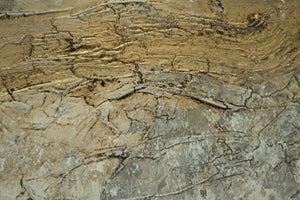 Veins of Time (2026) Acrylic painting by Edelgard Schroer